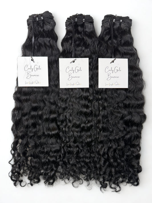Virgin Burmese Curly